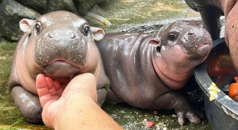 Kebun Binatang Thailand Raup Rp5,5 Miliar dari Siaran Langsung Kuda Nil Lucu